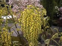 Beautiful pendulous flowers of a golden yellow colour